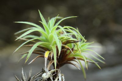 Sphenotoma drummondii, photographed by Em Lamond