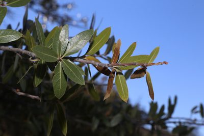 Quercus emoryi, photographed by Reid Hardin