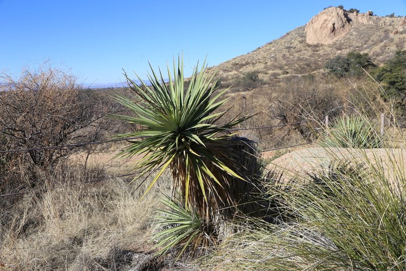 Yucca madrensis, photographed by Reid Hardin