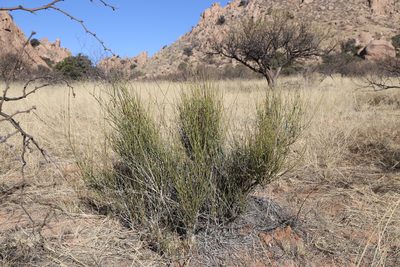 Ephedra trifurca, photographed by Reid Hardin