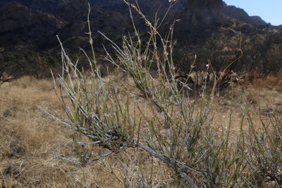Ephedra trifurca, photographed by Reid Hardin