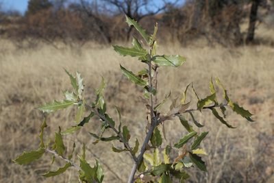 Quercus emoryi, photographed by Reid Hardin