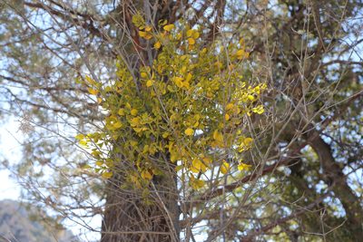 Phoradendron macrophyllum, photographed by Reid Hardin