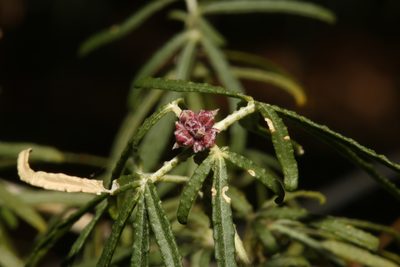 Choisya arizonica, photographed by Reid Hardin