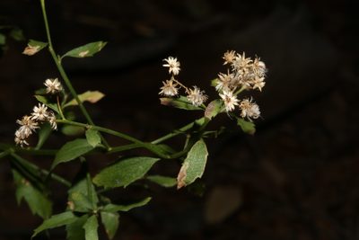 Baccharis bigelovii, photographed by Reid Hardin