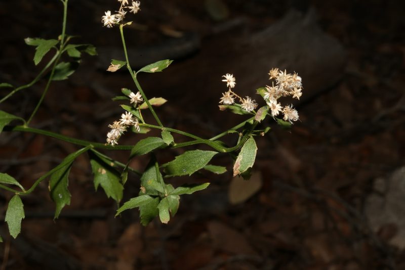 Baccharis bigelovii, photographed by Reid Hardin