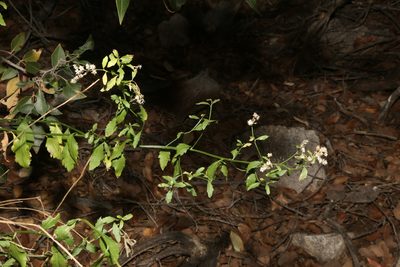 Baccharis bigelovii, photographed by Reid Hardin