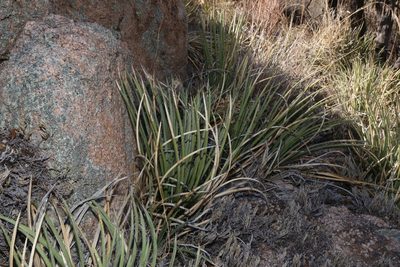 Agave schottii, photographed by Reid Hardin