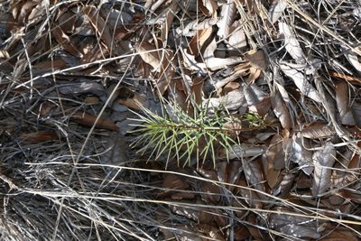 Asclepias linaria, photographed by Reid Hardin