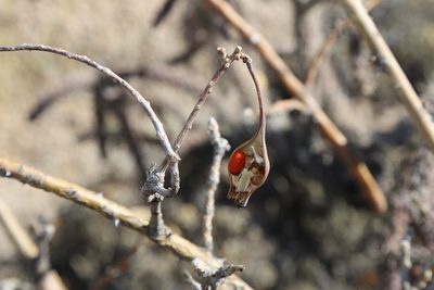 Erythrina flabelliformis