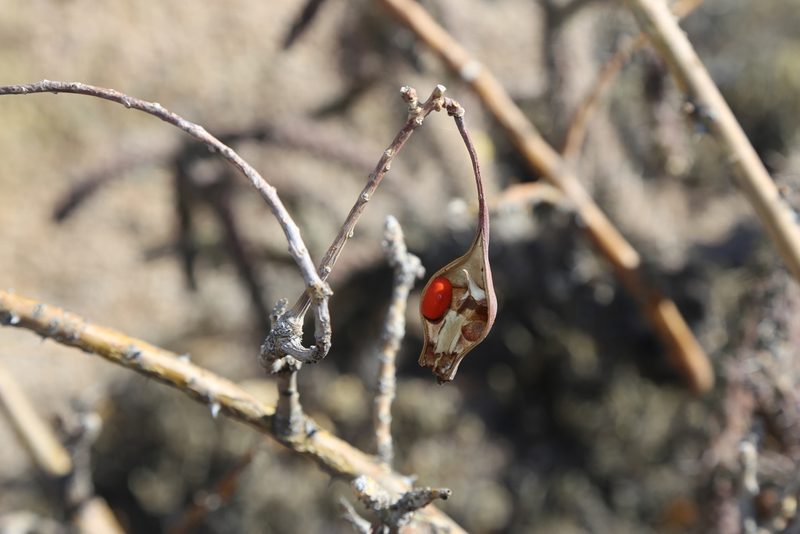 Erythrina flabelliformis, photographed by Reid Hardin