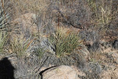 Agave schottii, photographed by Reid Hardin