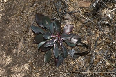 Penstemon superbus, photographed by Reid Hardin