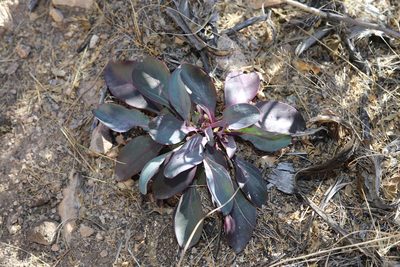 Penstemon superbus, photographed by Reid Hardin