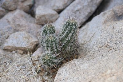 Echinocereus santaritensis, photographed by Reid Hardin