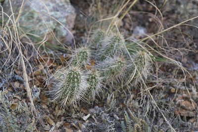 Echinocereus santaritensis, photographed by Reid Hardin