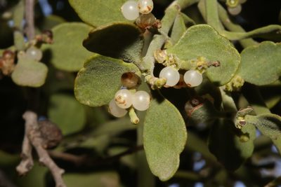 Phoradendron coryae, photographed by Reid Hardin