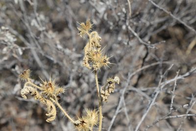 Solanum rostratum, photographed by Reid Hardin