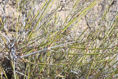 Ephedra trifurca, photographed by Reid Hardin
