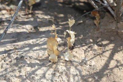 Acourtia nana