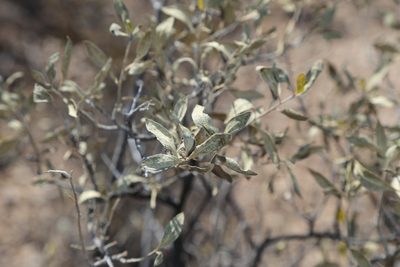Flourensia cernua, photographed by Reid Hardin