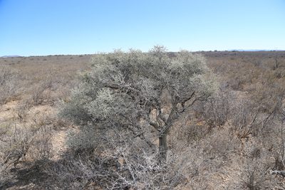 Condalia warnockii, photographed by Reid Hardin