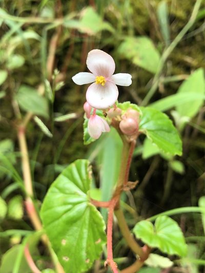 Begonia fischeri, photographed by Skjold Søndergaard