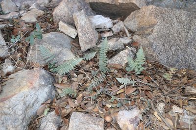 Myriopteris lindheimeri, photographed by Reid Hardin
