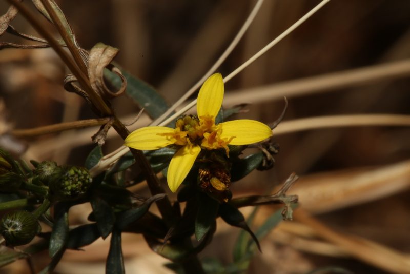 Coreocarpus arizonicus, photographed by Reid Hardin