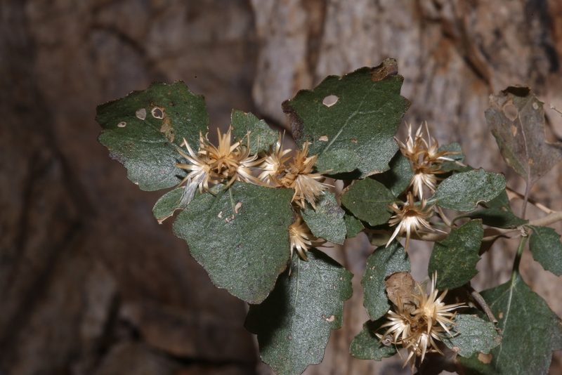 Brickellia baccharidea, photographed by Reid Hardin