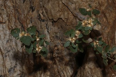 Brickellia baccharidea, photographed by Reid Hardin