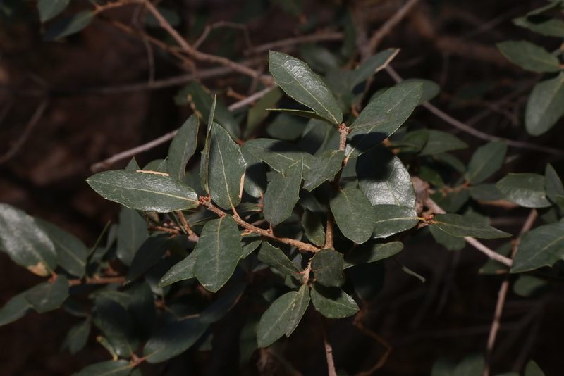 Quercus oblongifolia, photographed by Reid Hardin