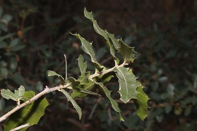 Quercus emoryi, photographed by Reid Hardin
