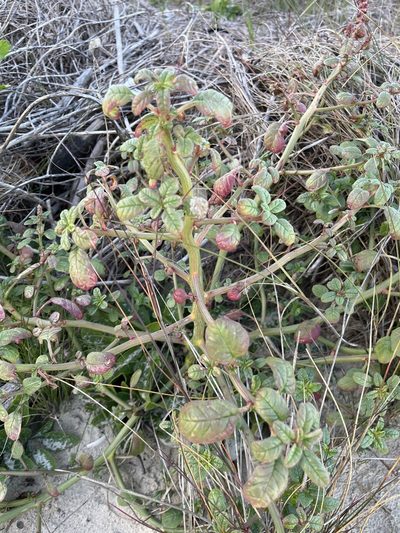 Amaranthus greggii, photographed by Elliot Greiner