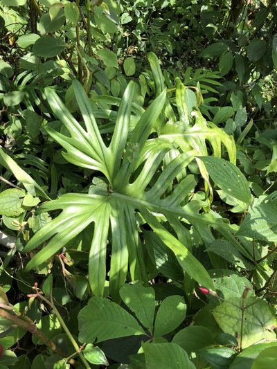 Philodendron elegans, photographed by Skjold Søndergaard
