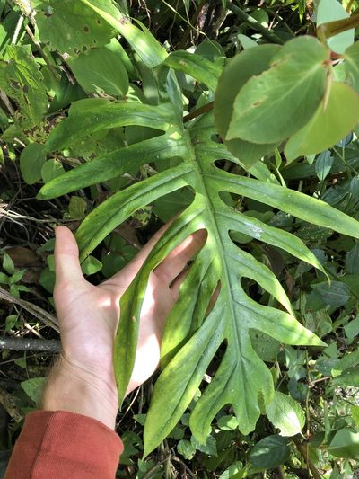 Philodendron elegans, photographed by Skjold Søndergaard