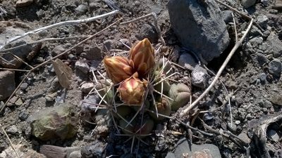 Coryphantha robustispina, photographed by Alejandro Sigala Chávez