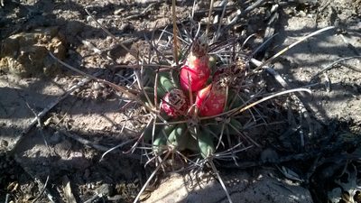 Ferocactus uncinatus, photographed by Alejandro Sigala Chávez