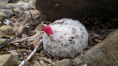 Mammillaria lasiacantha, photographed by Alejandro Sigala Chávez