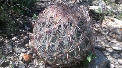 Sclerocactus unguispinus, photographed by Alejandro Sigala Chávez