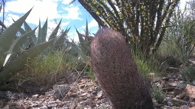 Sclerocactus unguispinus, photographed by Alejandro Sigala Chávez