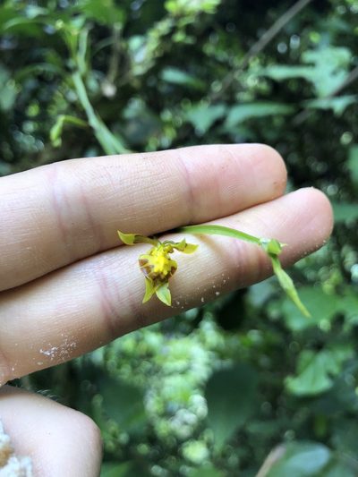 Cyrtochilum meirax, photographed by Skjold Søndergaard