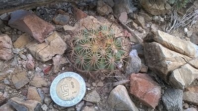 Sclerocactus unguispinus, photographed by Alejandro Sigala Chávez