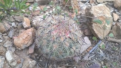Sclerocactus unguispinus, photographed by Alejandro Sigala Chávez