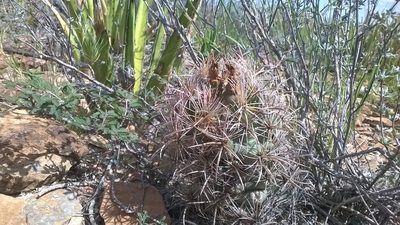 Coryphantha kracikii, photographed by Alejandro Sigala Chávez
