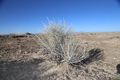 Lepidospartum burgessii, photographed by Reid Hardin