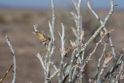 Lepidospartum burgessii, photographed by Reid Hardin