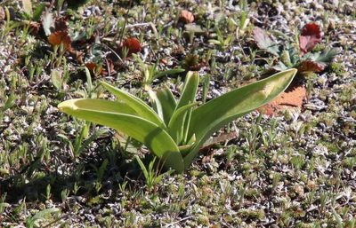 Fritillaria biflora, photographed by Millie Basden