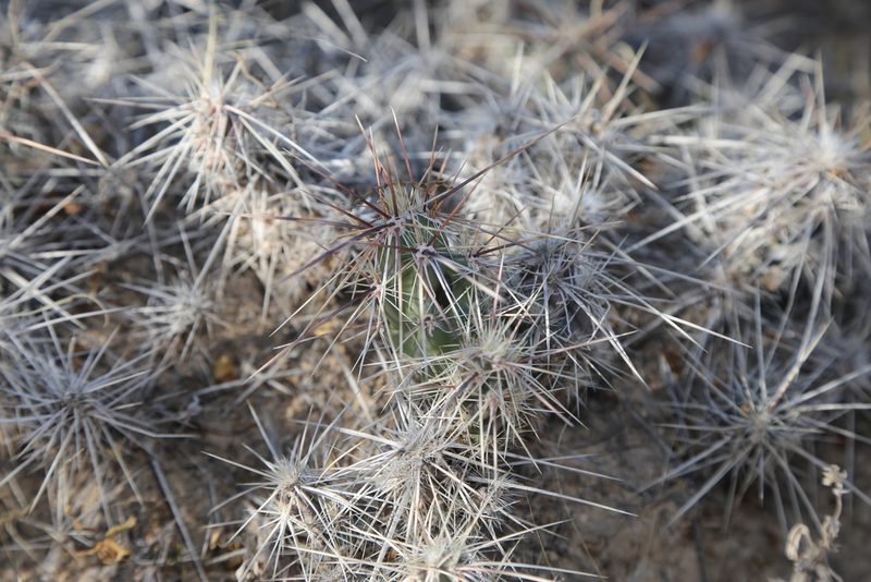 Grusonia grahamii, photographed by Reid Hardin