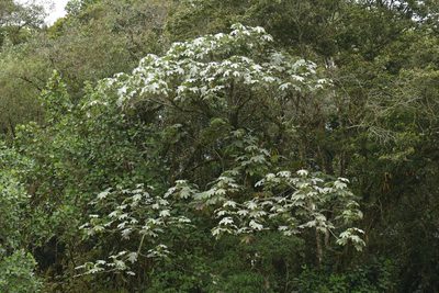 Cecropia telealba, photographed by Skjold Søndergaard